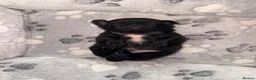 Pug dogs for sale: Beautiful black pugs in Motherwell - Advert 5
