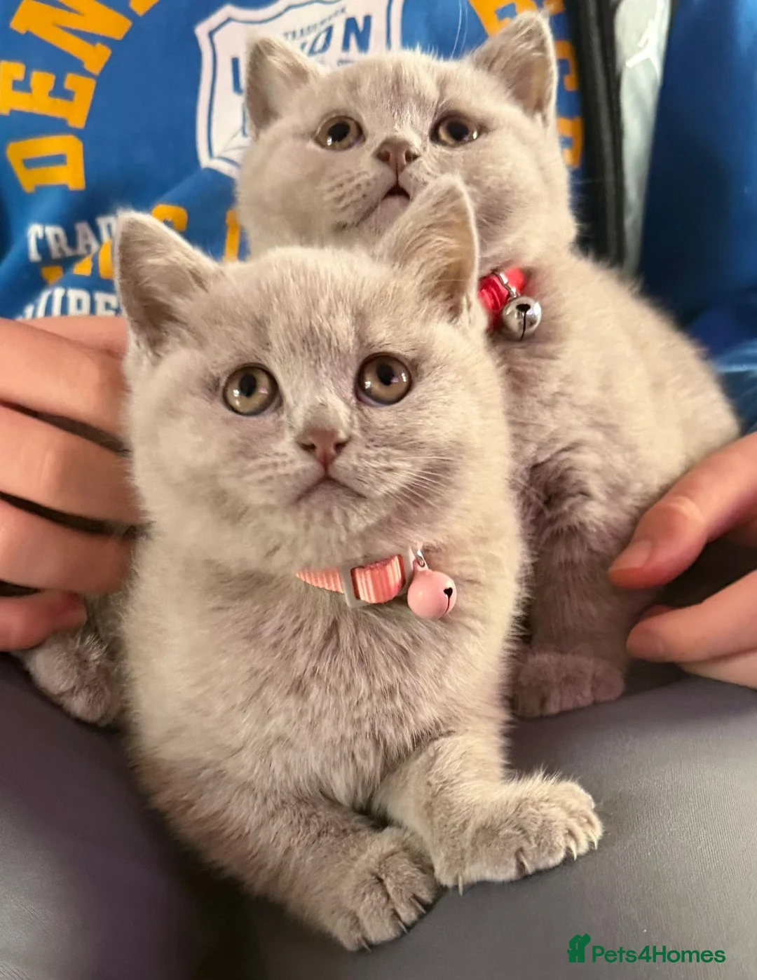 British Shorthair cats for sale: British shorthair kittens in Eastbourne - Advert 1