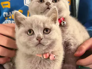British Shorthair cats British shorthair kittens in Eastbourne - Advert 3
