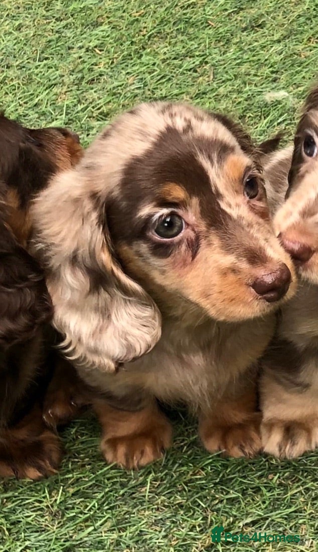 Miniature Dachshund dogs Miniature Longhaired dachshund puppy’s - Advert 1
