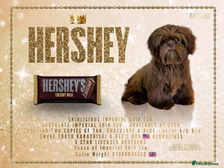 Shih Tzu dogs in Grays - Advert 1