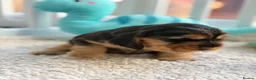 Cocker Spaniel dogs for sale: Champion Bloodline KC Show Cocker Spaniel Puppies  - Advert 27
