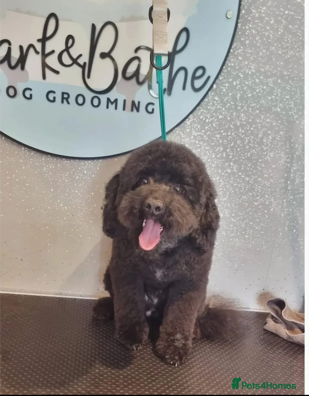 Toy Poodle dogs for stud: *STUD* Gorgeous KC Registered Toy Poodle in Manchester - Advert 5