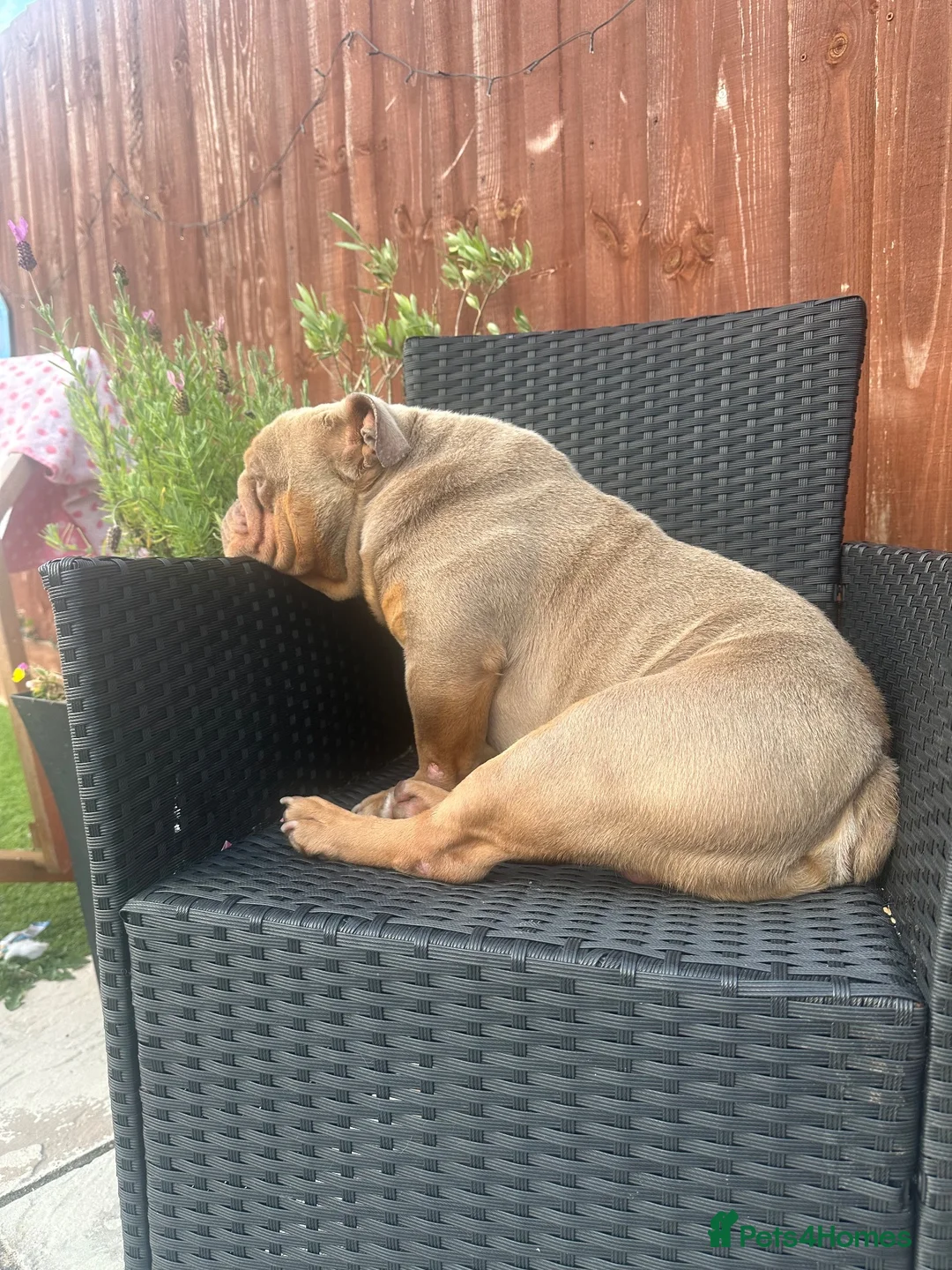 English Bulldog dogs for sale: Ronnie 6 year old bulldog - Advert 2