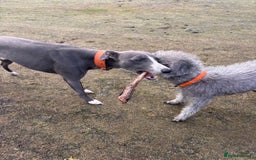 Mixed Breed dogs for sale: Bedlington x Whippet puppies - Image 6
