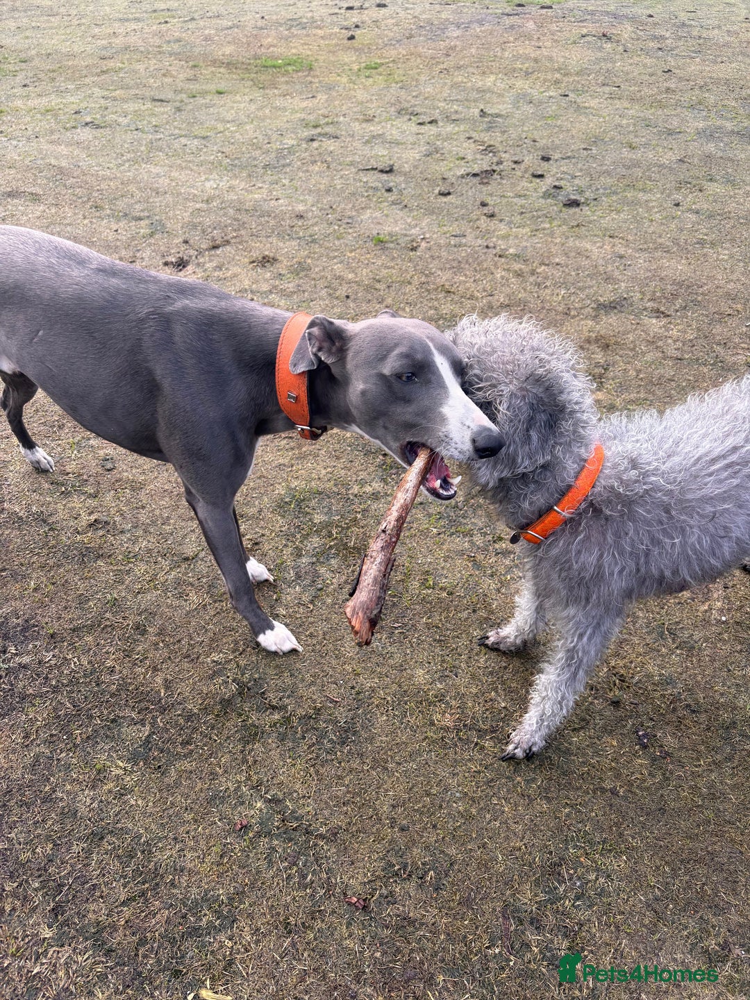 Mixed Breed dogs for sale: Bedlington x Whippet puppies - Image 6