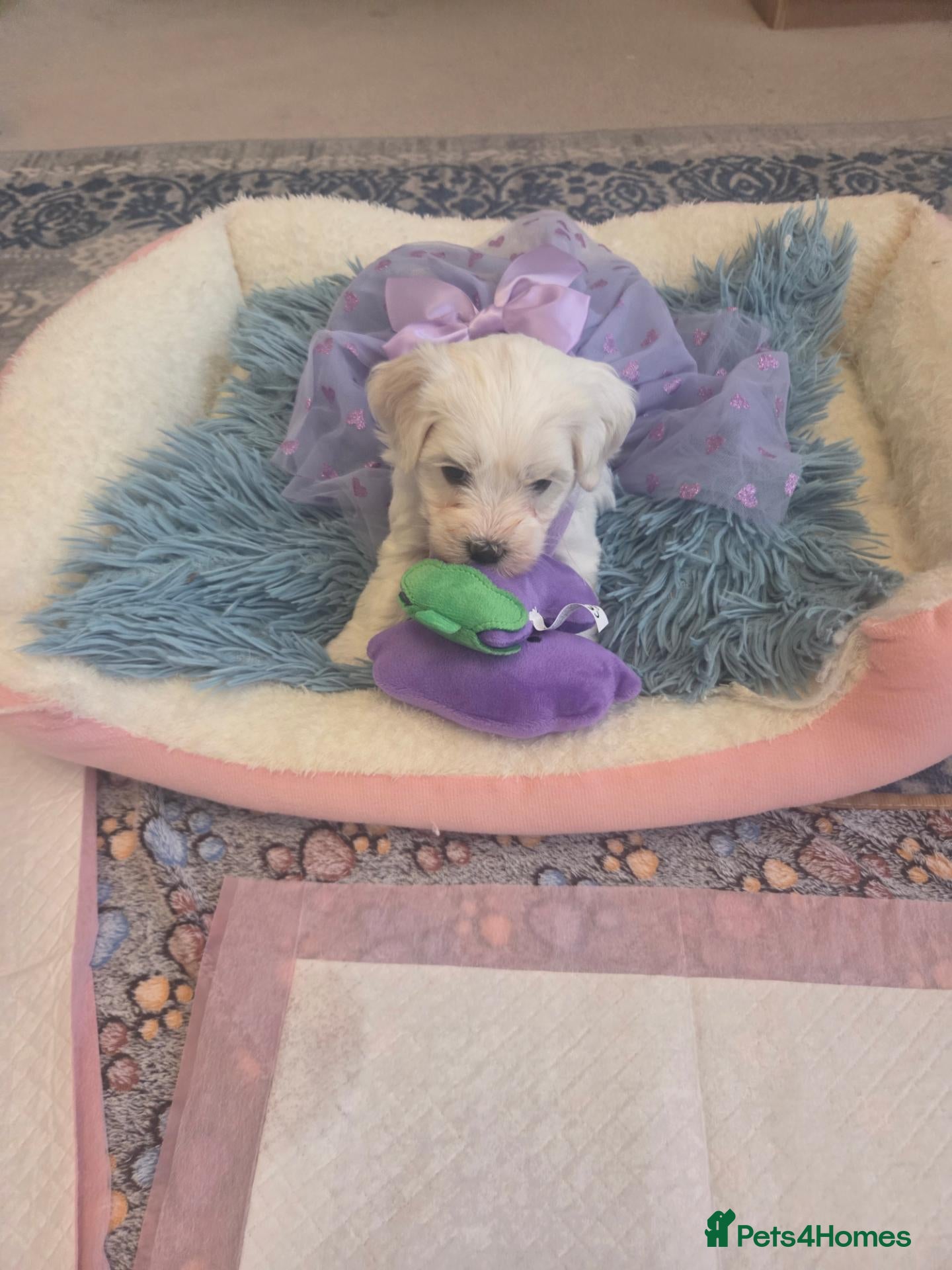 Maltese dogs Cute puppies❤️💜🩵🩶 - Advert 1