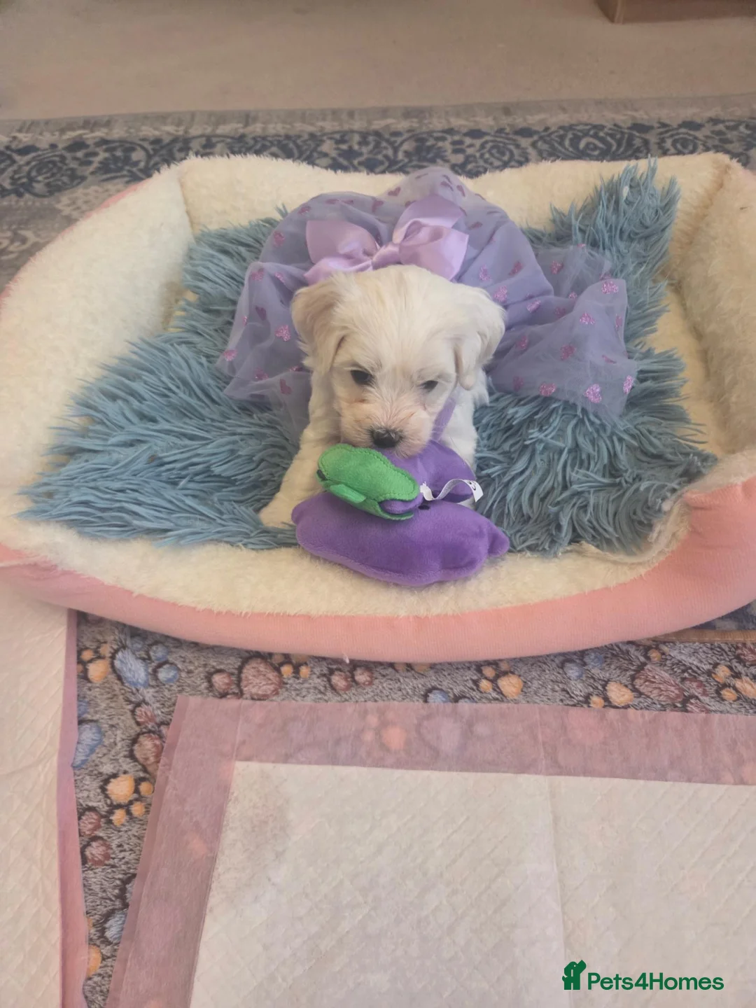Maltese dogs for sale: Cute puppies❤️💜🩵🩶 - Advert 2