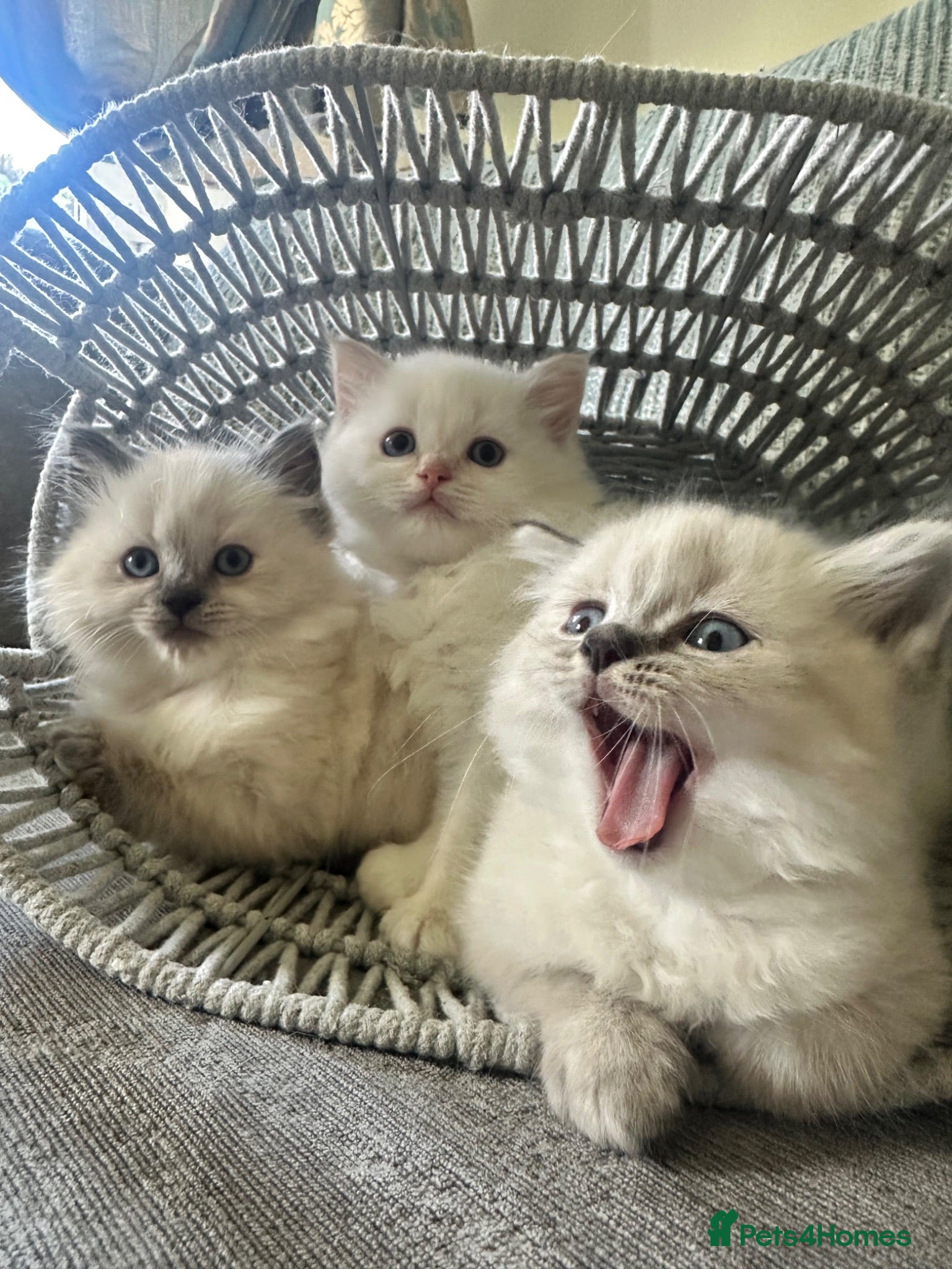 Siberian cats Rare Sibirian Neva Mosquerad/Ragdoll blue mittens  - Advert 3