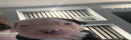 American Bulldog dogs for sale: ❤️AMERICAN BULLDOG PUPPIES – 6 BOYS & 3 GIRLS ❤️🐾 - Advert 2