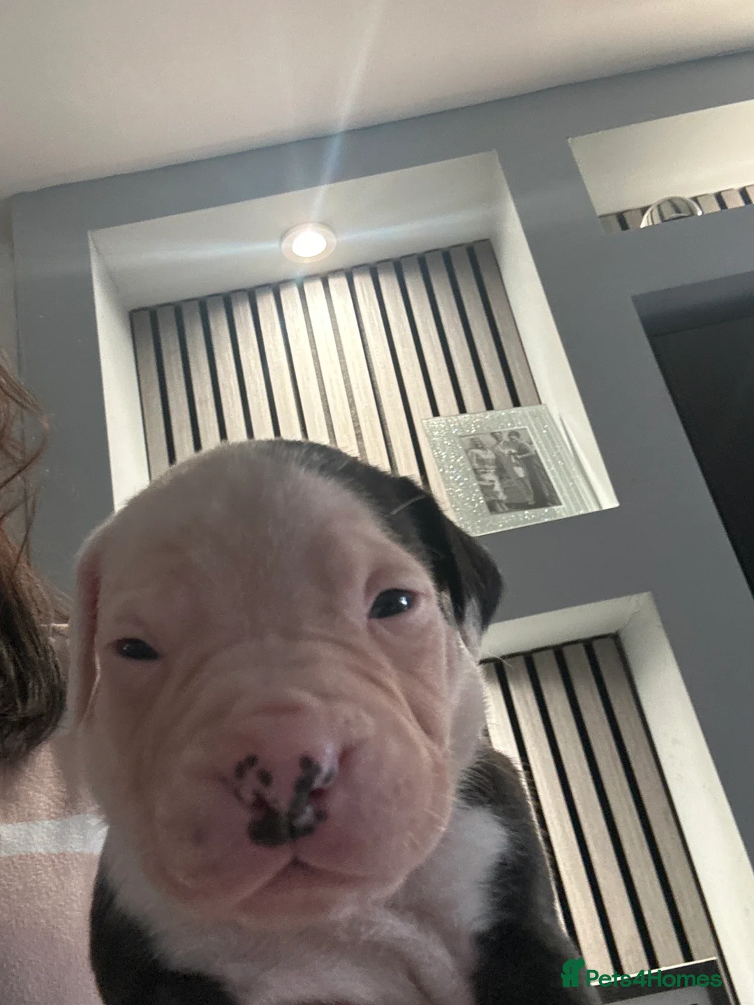 American Bulldog dogs for sale: ❤️AMERICAN BULLDOG PUPPIES – 6 BOYS & 3 GIRLS ❤️🐾 - Advert 2