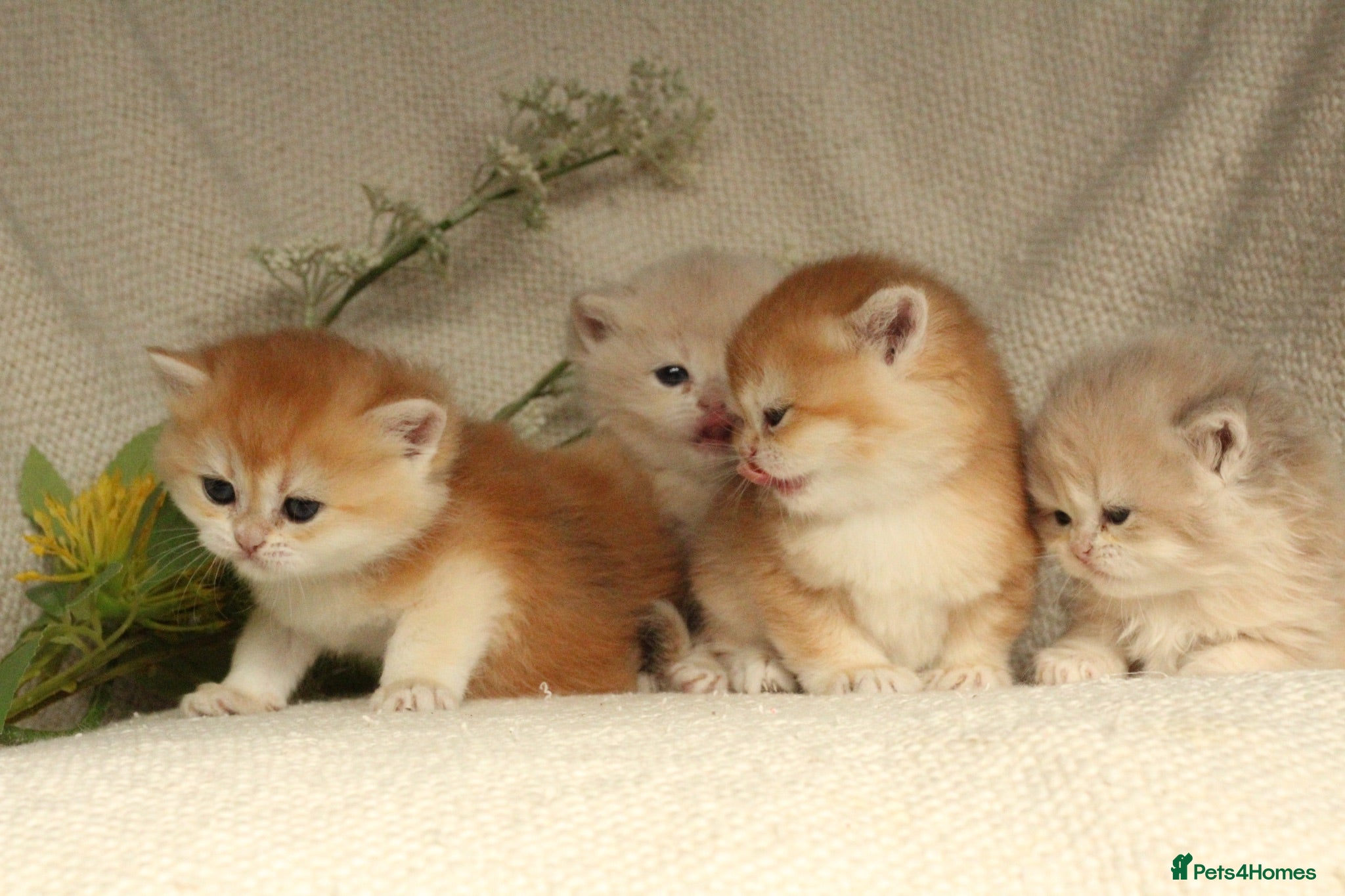 British Shorthair cats Champion Bloodline Blue Golden/Golden BSH/BLH - Advert 2