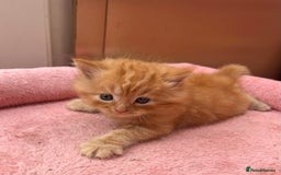 Mixed Breed cats for sale: Adorable ginger and black&white kittens  - Image 1
