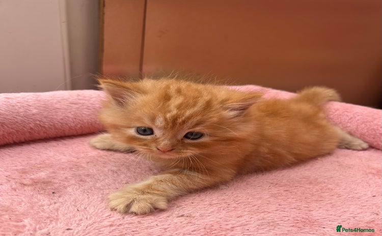 Mixed Breed cats - Advert 2