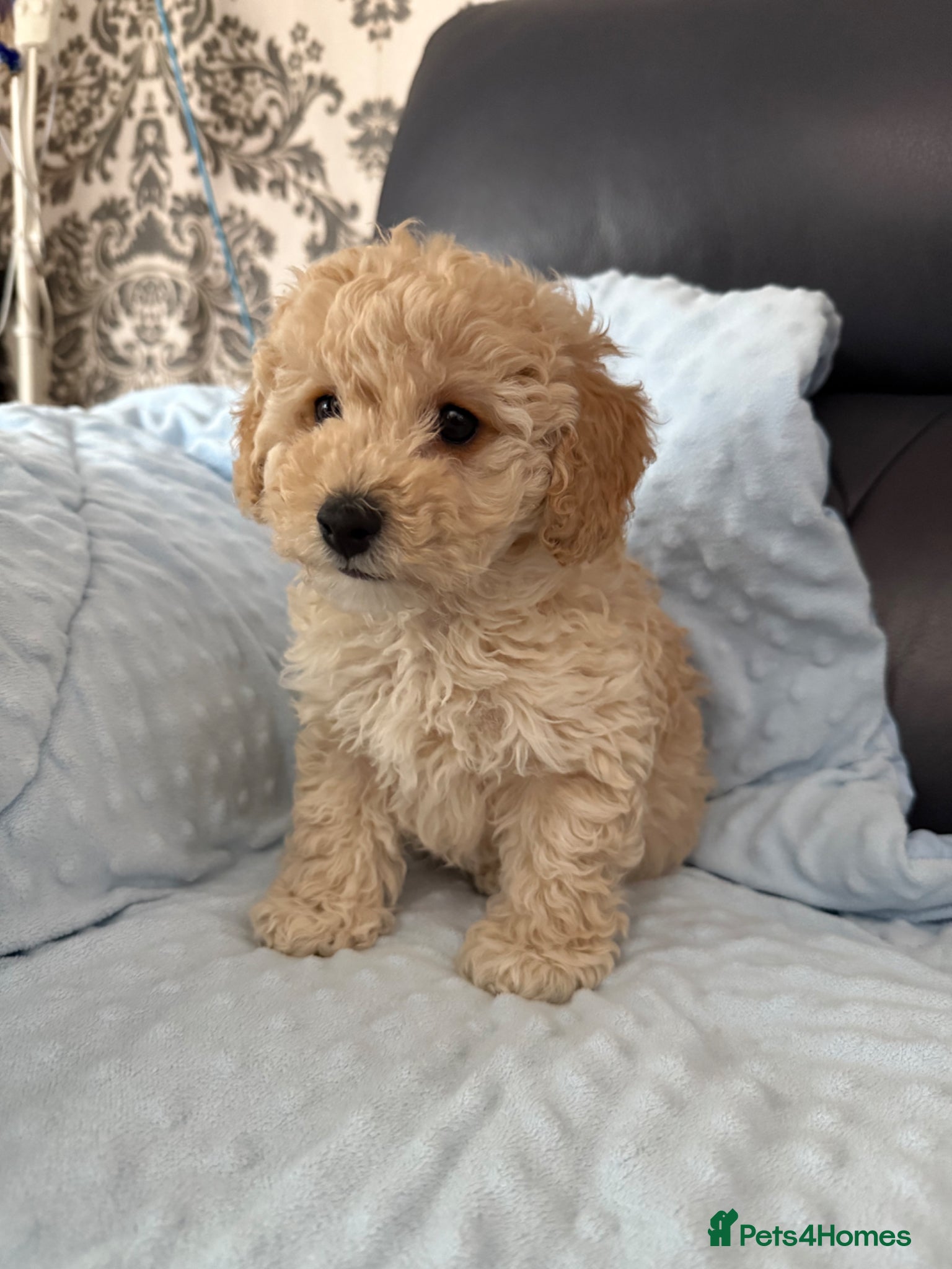 Poochon dogs Poochon puppies  - Advert 11