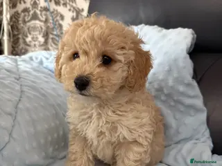 Poochon dogs Poochon puppies - Advert 11