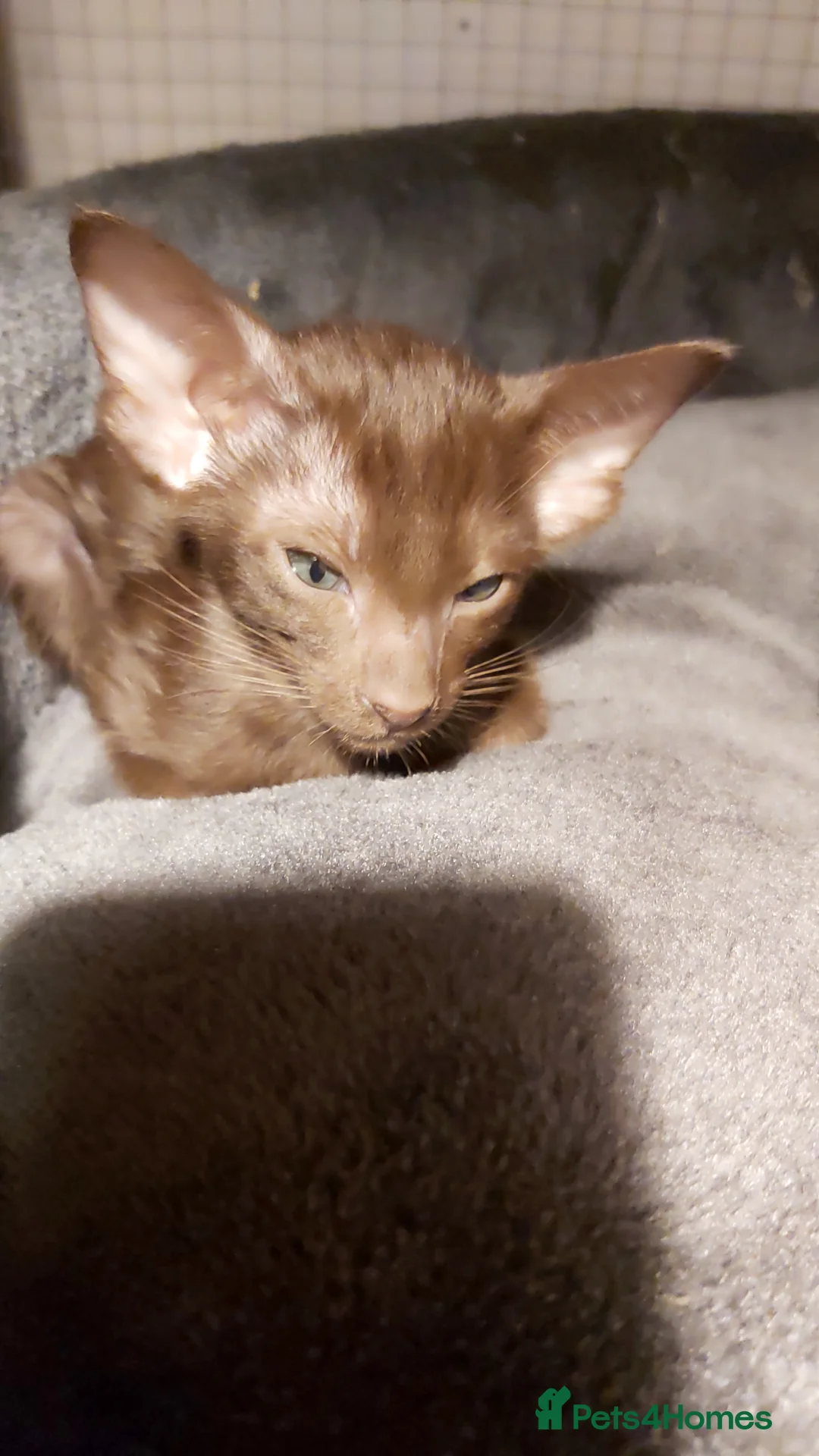 Oriental cats for sale: Full Pedigree Oriental 6 Kittens XL size ears GCCF - Advert 14