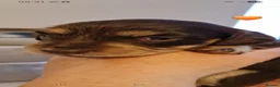 Dachshund dogs for sale: Miniature long haired dachshund puppies  - Advert 19