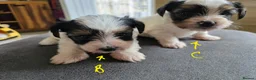 Biewer Terrier dogs for sale: Pure bred Biewer Terrier  - Advert 6