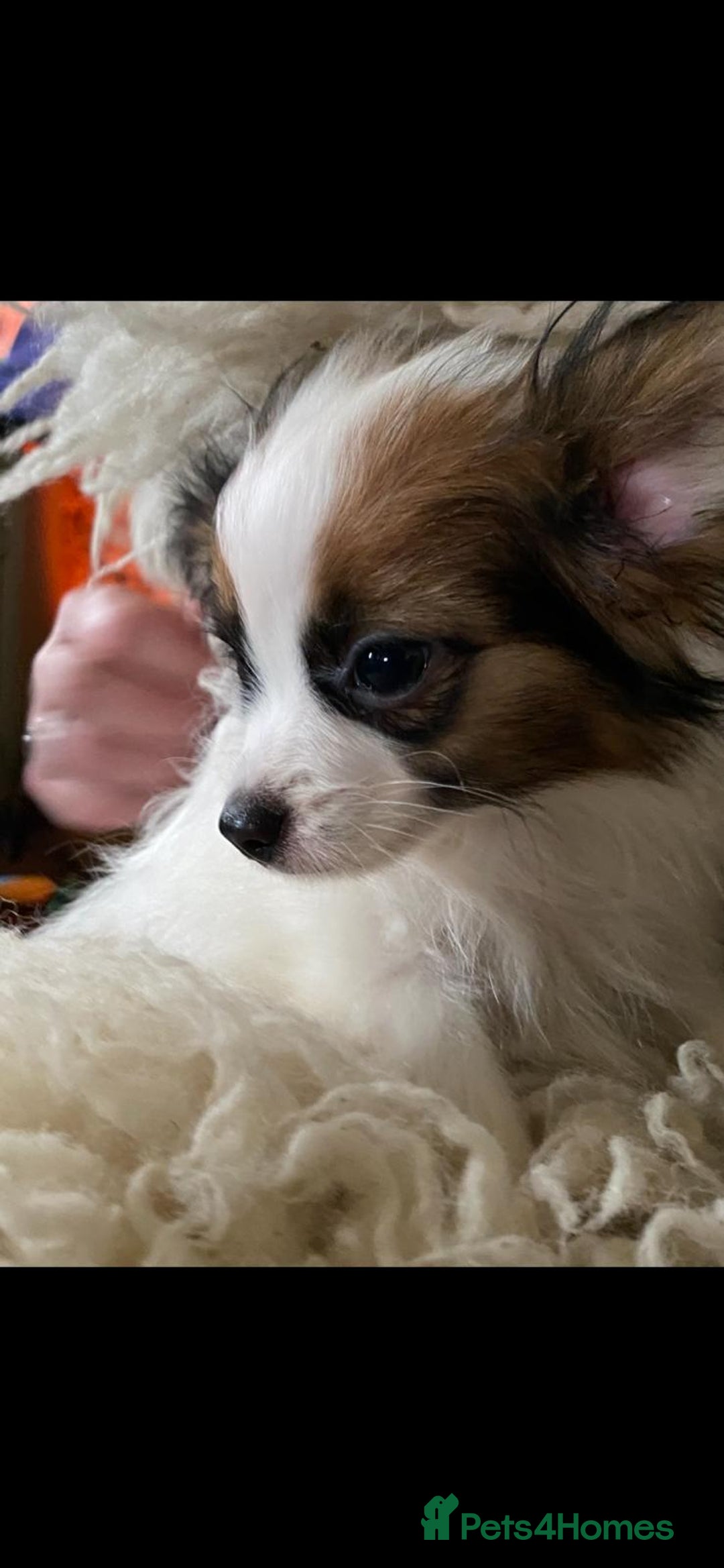 Papillon dogs for sale: KC Papillons DNA tested parents  - Advert 11