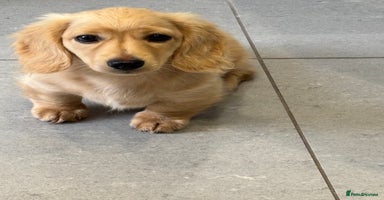 Miniature Dachshund dogs - Advert 3