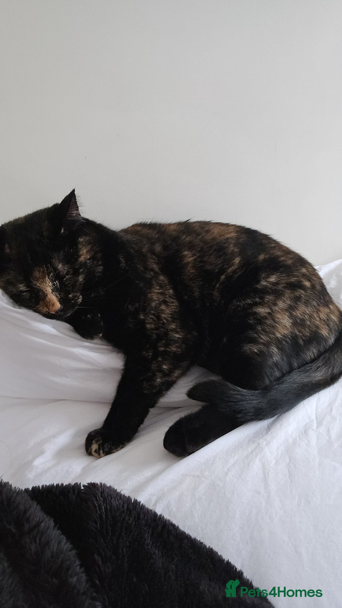 Mixed Breed cats Tortoise shell female spayed cat - Advert 2