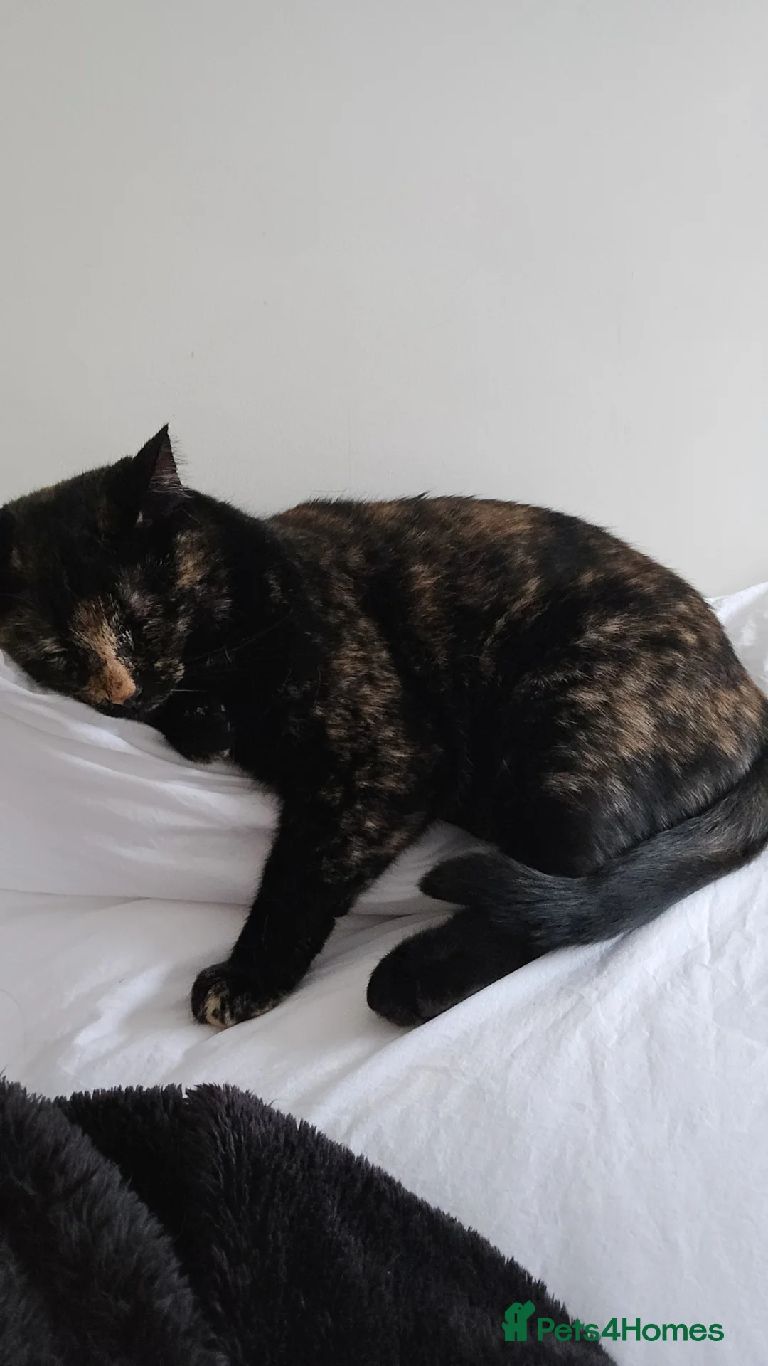 Mixed Breed cats for sale: Tortoise shell female spayed cat - Advert 1