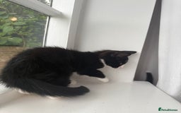 Mixed Breed cats for sale: Black and white kittens for sale - Image 5