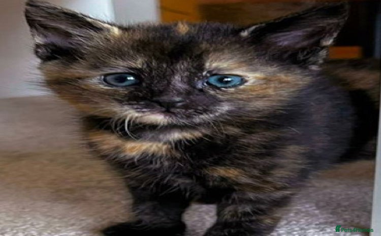 Mixed Breed cats - Advert 4