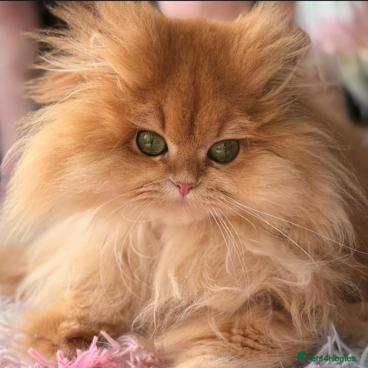 British Longhair cats VET BRED HEALTH TESTED GCCF KITTENS NOW + WAITLIST - Advert 1