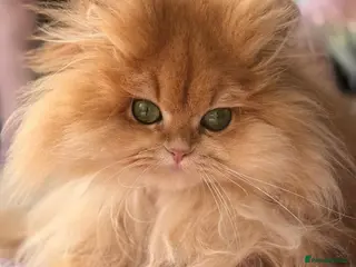 British Longhair cats VET BRED HEALTH TESTED GCCF KITTENS NOW + WAITLIST - Advert 7