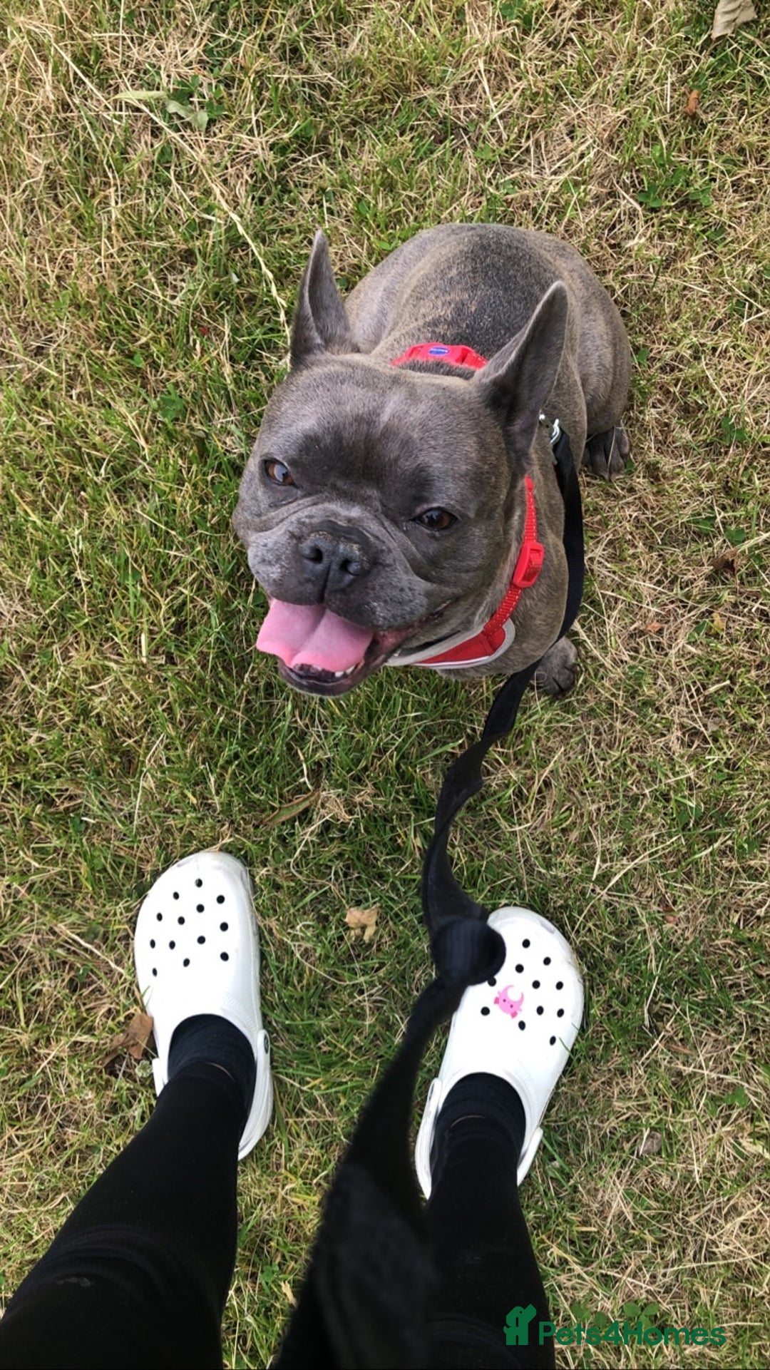 French Bulldog dogs for sale: French bulldog cross pups  - Image 2