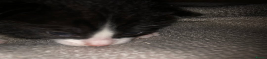 Mixed Breed Kitten 3