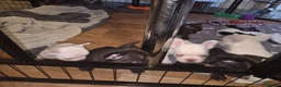French Bulldog dogs for sale: French bulldog puppies  in Ebbw Vale - Advert 3