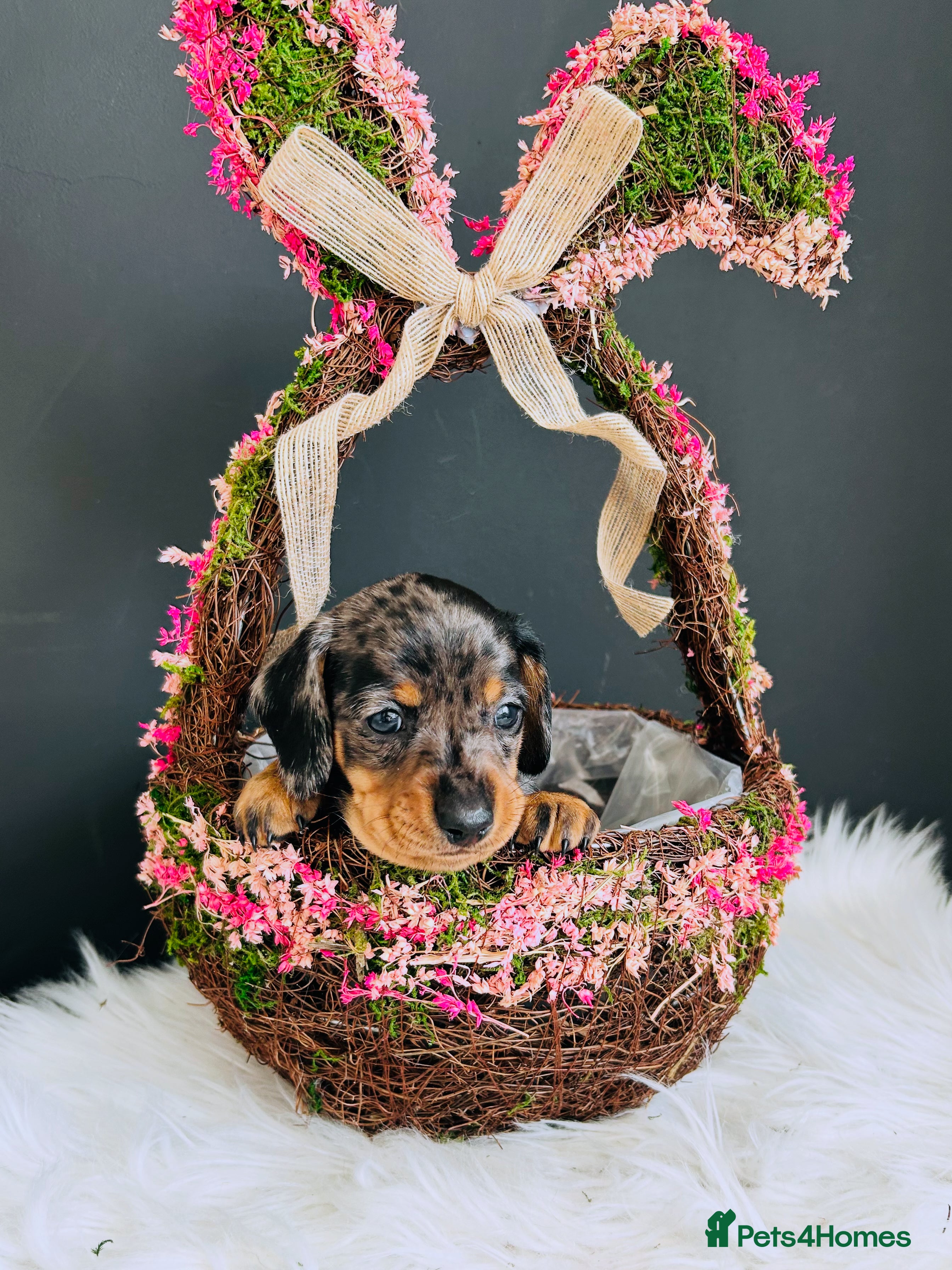 Miniature Dachshund dogs True Miniatures 5 star Breeder ⭐️⭐️⭐️⭐️⭐️ - Advert 16