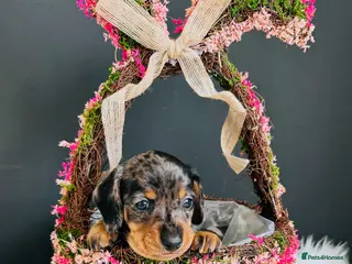 Miniature Dachshund dogs True Miniatures 5 star Breeder ⭐️⭐️⭐️⭐️⭐️ - Advert 16