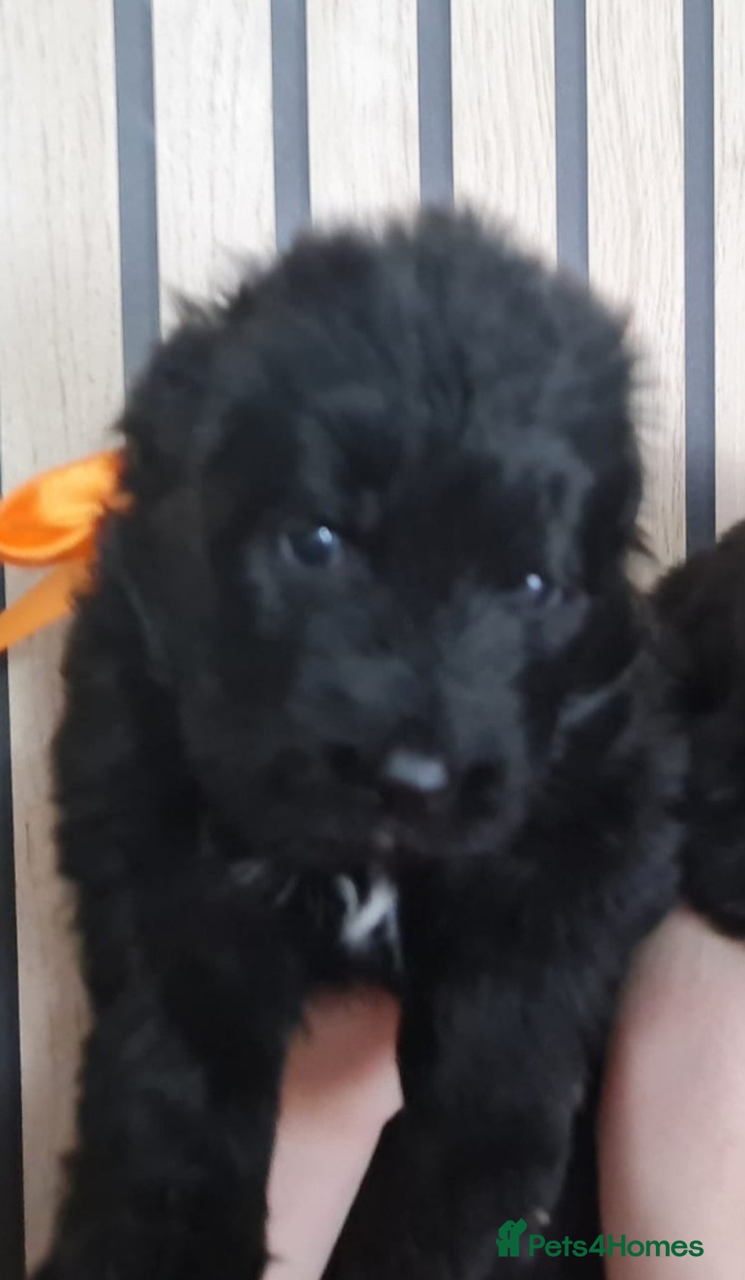 German Shepherd dogs for sale: KC, Top Quality Long Hair GSD Puppies  - Advert 21