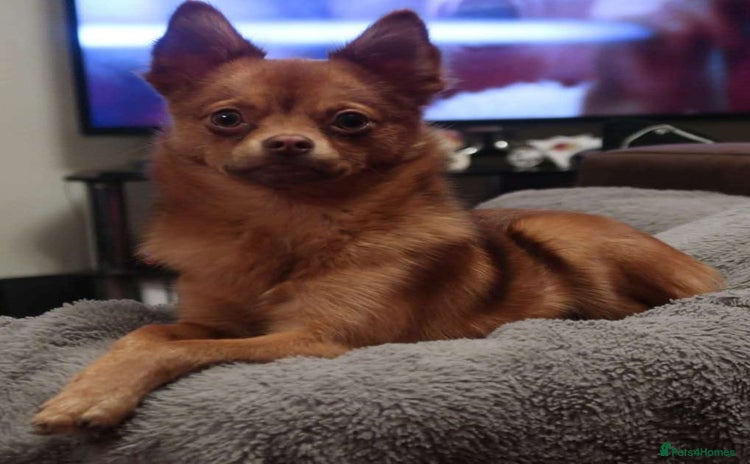 Pomchi dogs - Advert 1