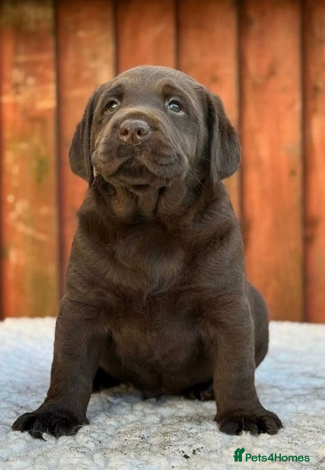 Labrador Retriever dogs for sale: Chocolate Labrador Puppies  - Advert 2