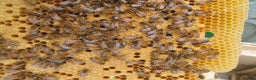 Mixed Breed invertebrates for sale: Over Wintered Nucs for sale. Buckfast Honey Bees.  - Advert 7