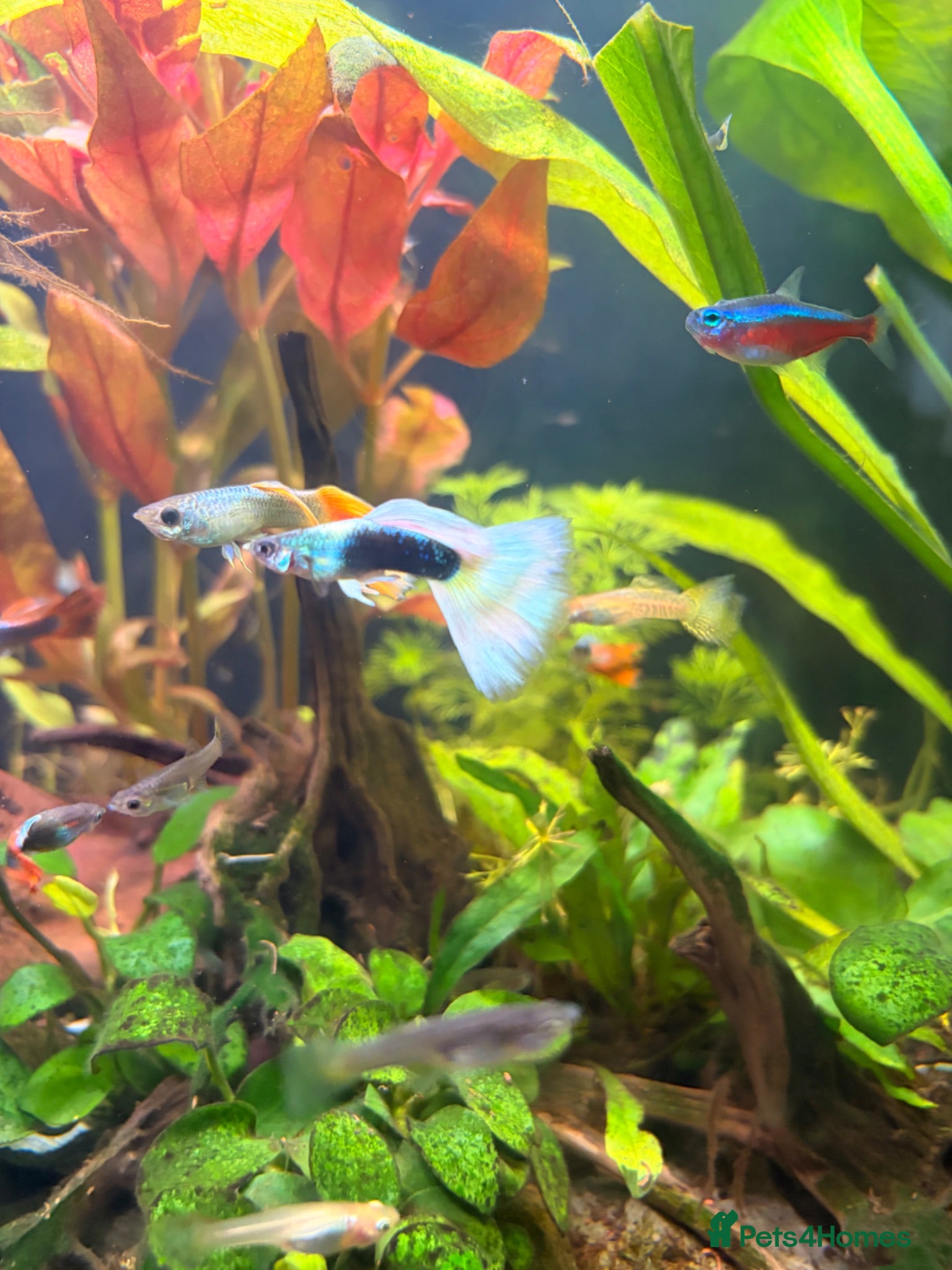 Live Bearers fish Colourful Guppy fish -vibrant and healthy M/F avai - Advert 2