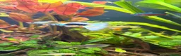 Live Bearers fish for sale: Colourful Guppy fish -vibrant and healthy M/F avai in Bristol - Advert 1
