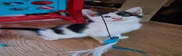Mixed Breed cats for sale: 2 female black and white kittens available  in Walsall - Advert 10