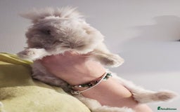 Angora rabbits for sale: Poor little man... - Image 19