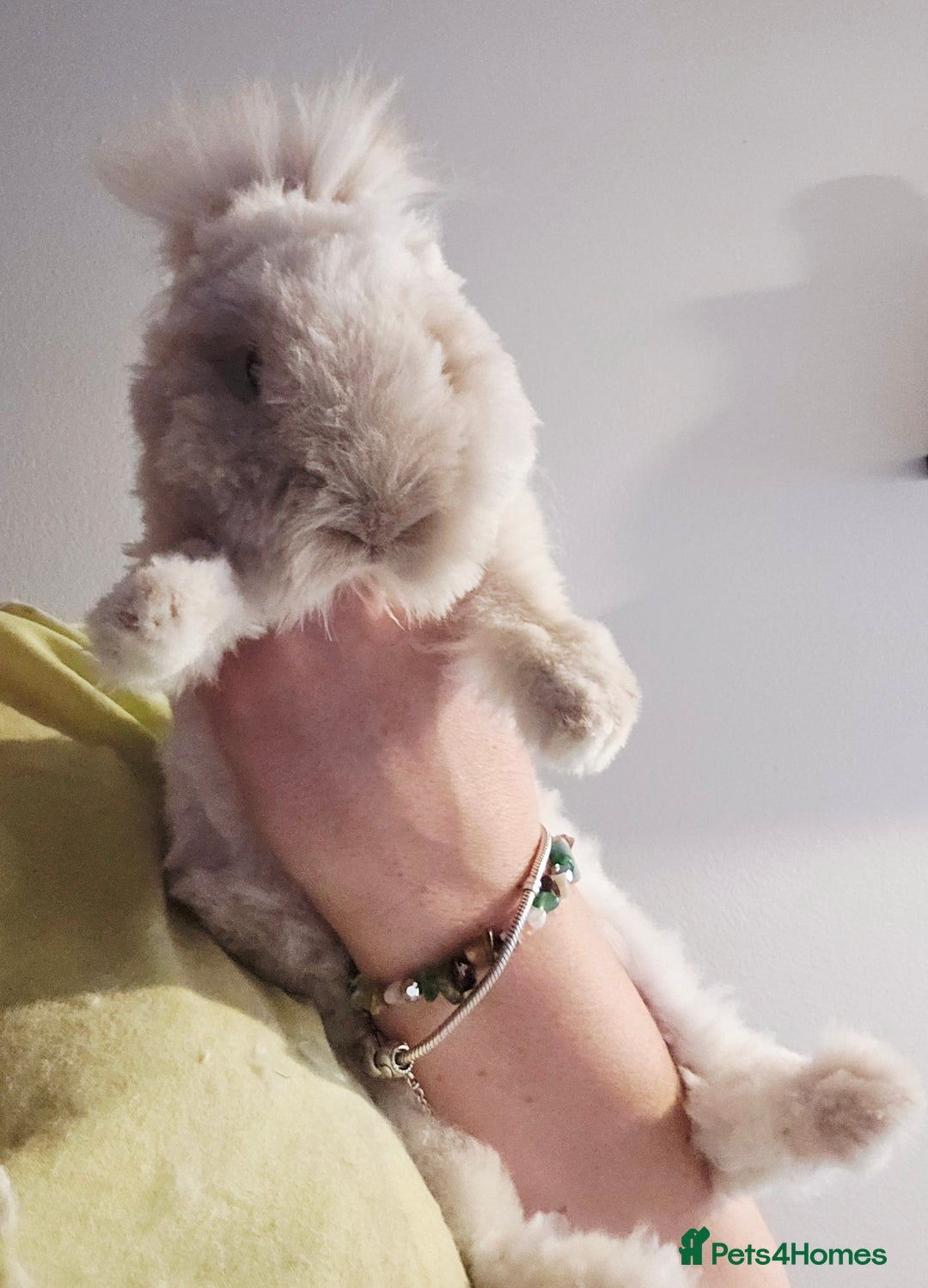 Angora rabbits for sale: Poor little man... - Image 19