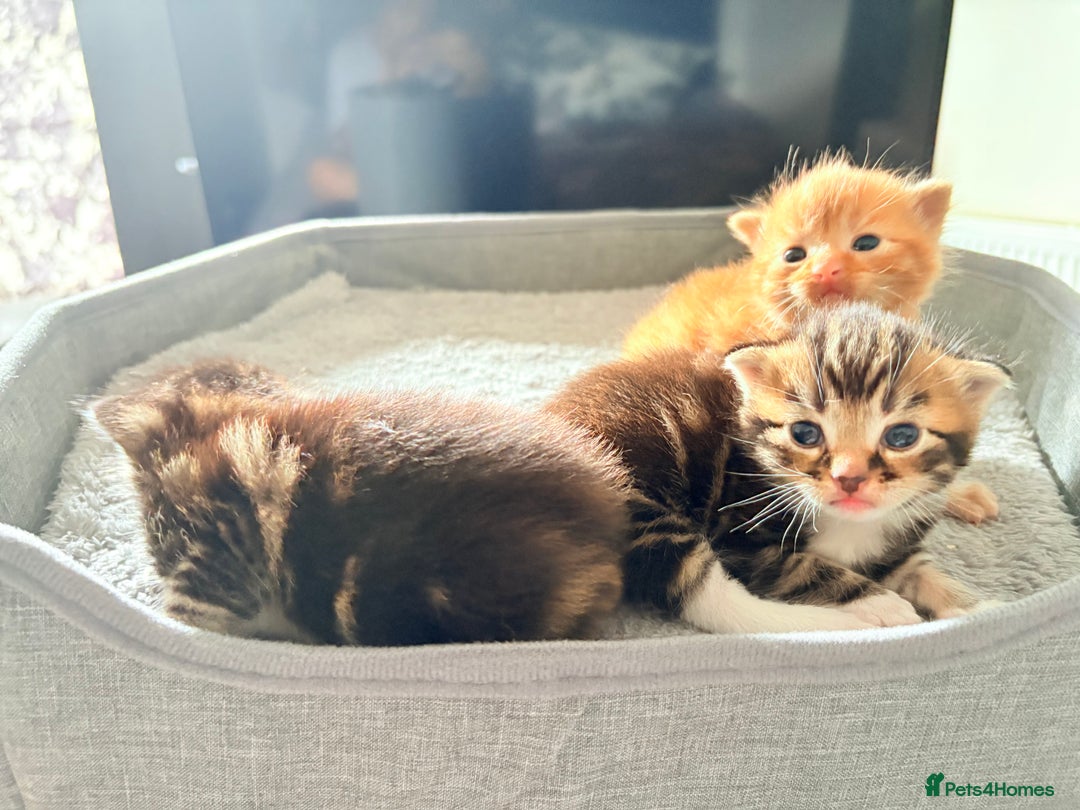 American Shorthair cats for sale: Tabby Twins & Gingee - Image 6