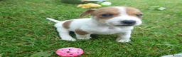 Jack Russell dogs for sale: ⭐ Jack Russell puppies ⭐ - Advert 9