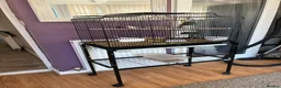 Finches birds for sale: Breeding pair finches  in Bolton - Advert 4