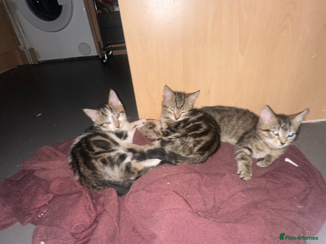 Mixed Breed cats for sale: 3 beautiful tabby’s - Image 12