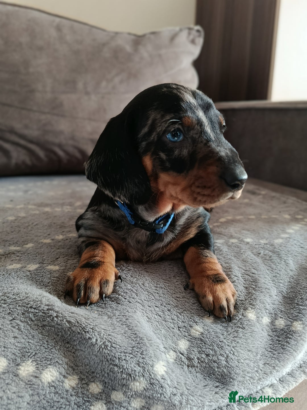 Dachshund dogs for sale: Champions Line/Show Quality Standard Dachshund - Advert 1